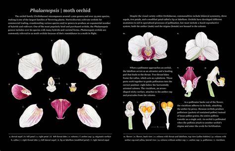 Phalaenopsis mount lip flower anatomy diagram