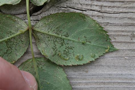 image showing bristly roseslug on rose leaf