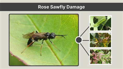 image of rose sawfly damage windowpanes