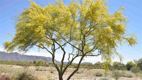 Blue Palo Verde seedling care infographic