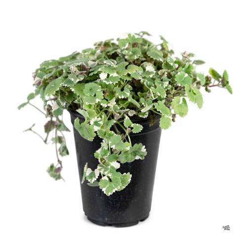 variegated ground ivy in containers
