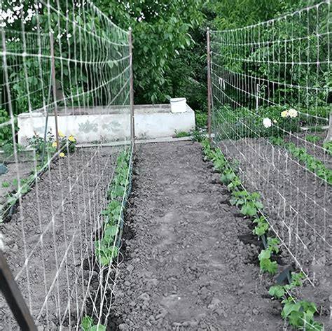 trellis netting garden layout diagram