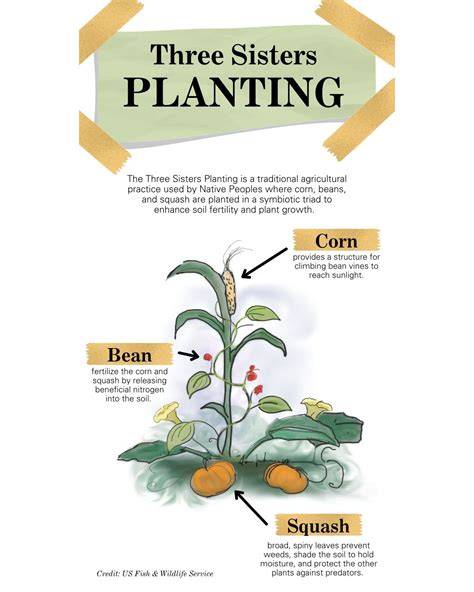 illustration of three sisters planting layout