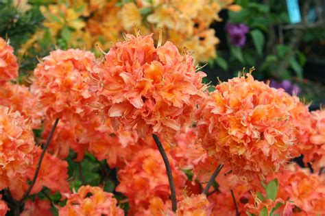 Mandarin Lights Azalea growth habit and flowers