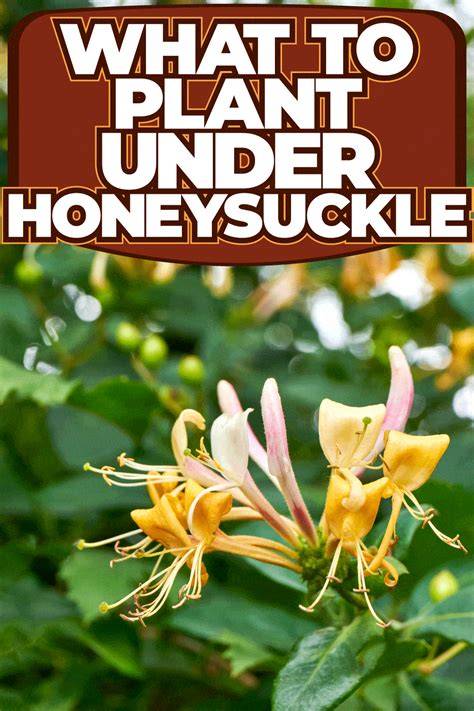 companion planting honeysuckle flowers diagram