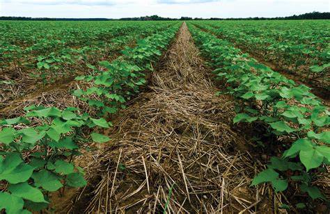 Cover crops in field intercropping and residue