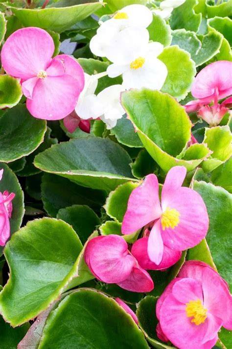 wax begonia water and light chart