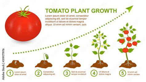 tomato seedling light and growth chart