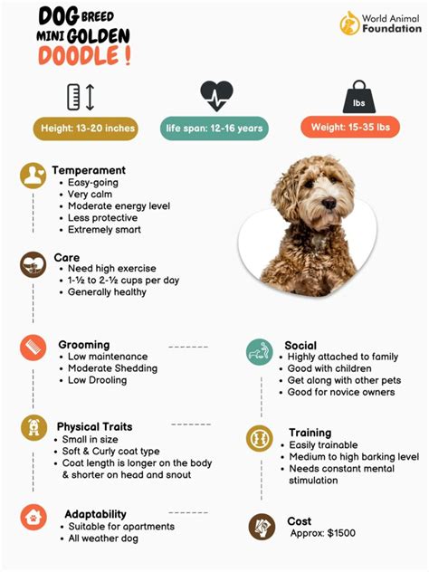 infographic of doodle breed traits