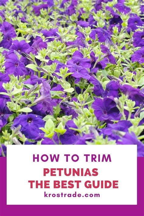 Petunias trimming diagram (how to locate seed pods and prune)
