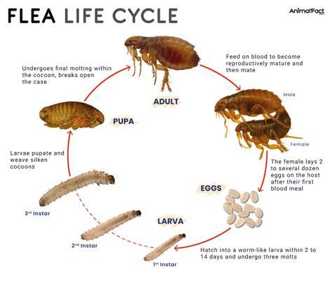 flea life cycle diagram across yard
