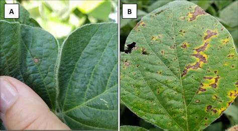 field crop disease infographic