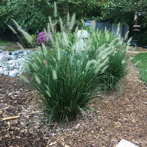 Fountain grass group planting and landscape use
