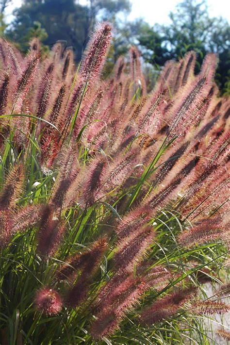 Ginger Love flowering fountain grass close-up