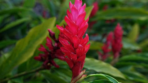 Close-up of Ginger Love red flower plumes