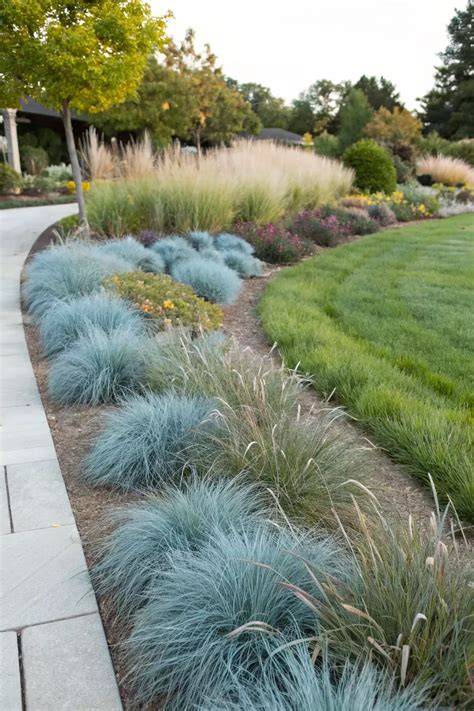 Landscape design with fountain grasses in borders