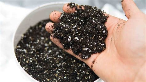 image illustrating ideal cannabis soil texture and perlite