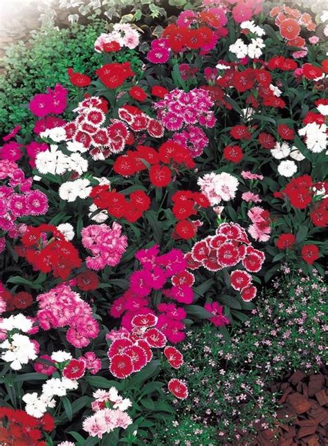 Telstar Mix bloom pattern and plant habit