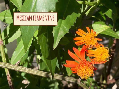 Mexican Flame Vine growth and bloom infographic