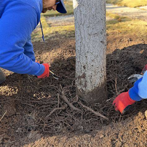 root pruning in trees infographic