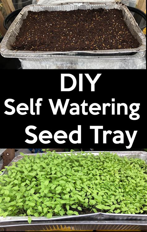 Self-watering seed tray diagram for DIY setup