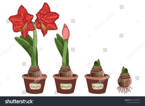 Wax Amaryllis bloom cycle illustration