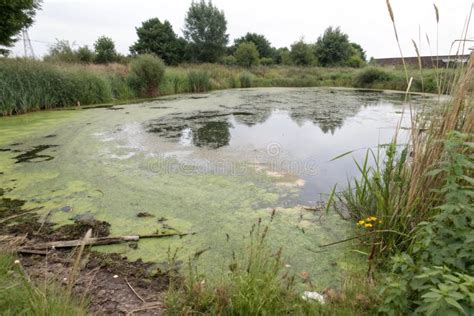 dramatic contrast: oxygenated vs stagnant pond water