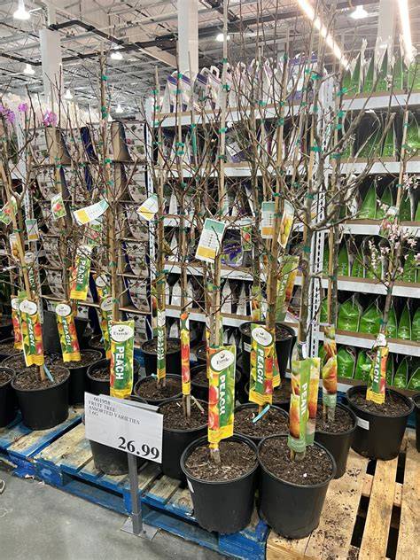 costco fruit trees and garden selection