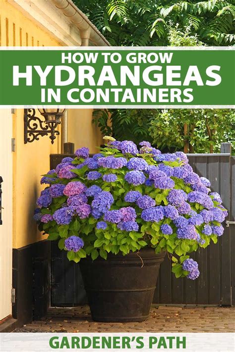 Hydrangea container planting guide