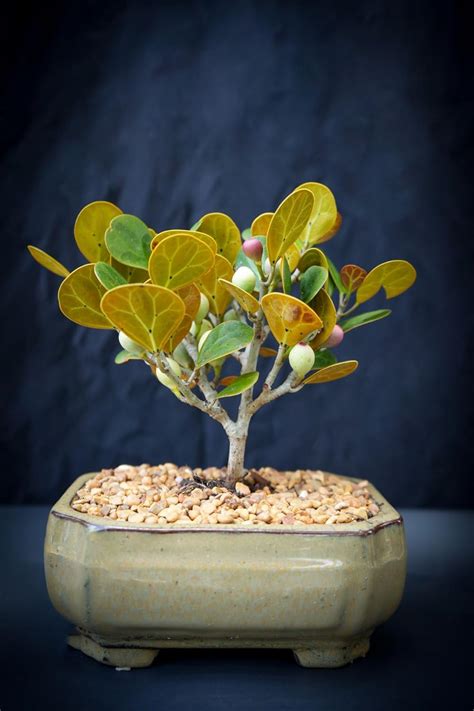 indoor mistletoe fig bonsai setup