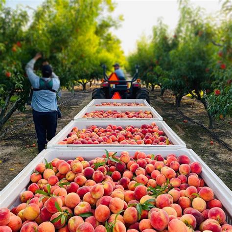 Georgia peach picking landscape