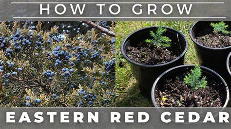 Eastern Red Cedar seed germination chart