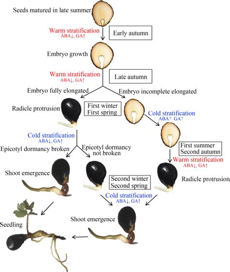 Illustration of seed stratification process