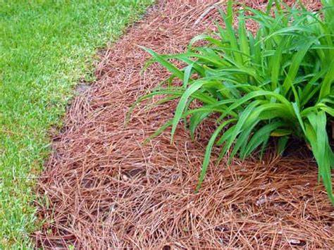 Pine needles mulching in garden beds