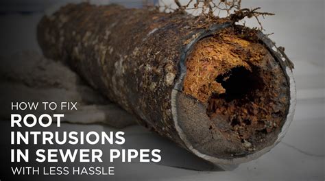 Root growth patterns in sewer pipes visual
