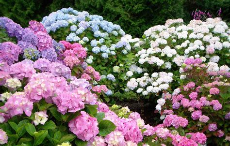Endless Summer hydrangea care diagram