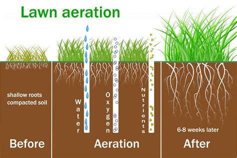 lawn aeration process illustration