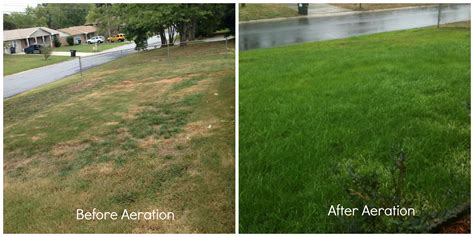 before-after aeration lawn transformation