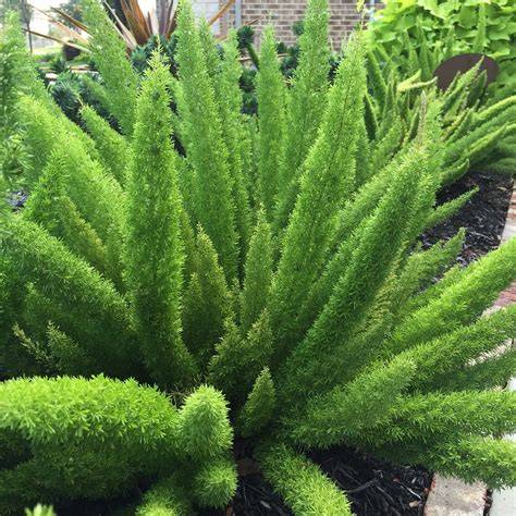Foxtail fern companion planting diagram