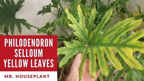 philodendron selloum yellow leaves infographic