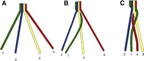 Braiding technique and trunk texture diagram
