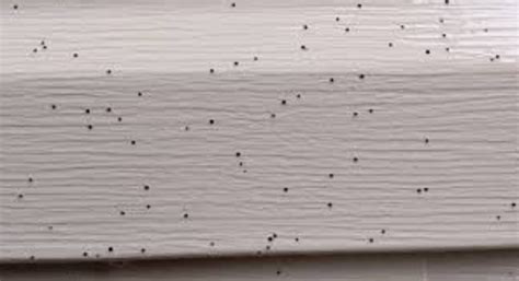 Artillery Fungus spores on siding