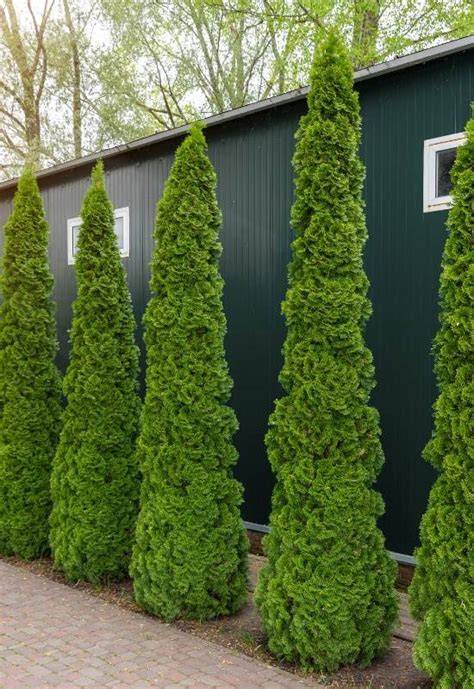 Columnar evergreens and privacy screen concepts