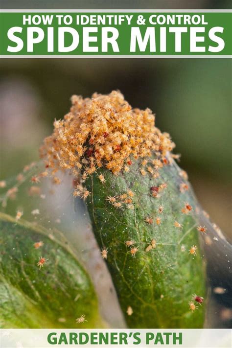 Indoor spider mite infestation diagram