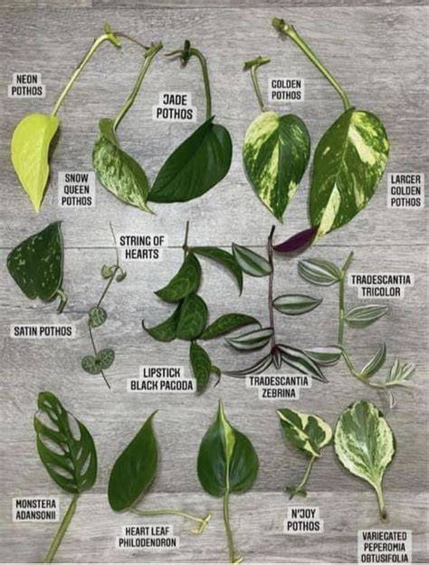 chartreuse pothos foliage infographics