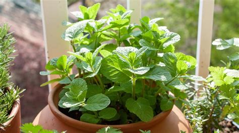 potted mint in shade and sun