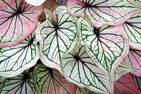 Caladium plant with heavy leaves leaning stems