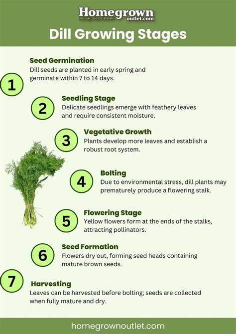 Dill growth stages and staking guidelines