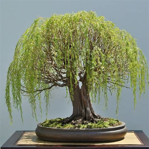 weeping willow bonsai canopy and trunk