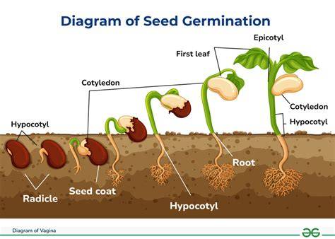 Germination and growth stages diagram of Rudbeckia hirta
